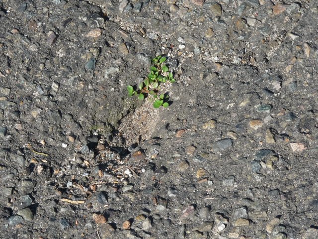 Family of Margaret Slowgrove drilled hole in road to allow cricket stump for practice in Underwood St, Botany approx 1950